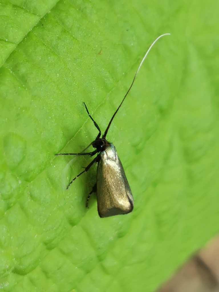 Adela reaumurella