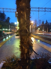 Trachycarpus fortunei