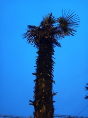 Trachycarpus fortunei