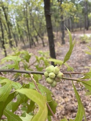 Andricus quercusformosus