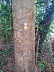 Albizia niopoides