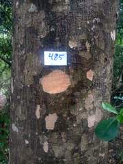 Astronium graveolens