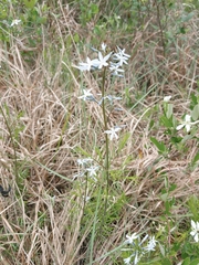 Amsonia ciliata
