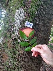 Copaifera langsdorffii