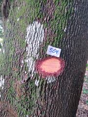 Copaifera langsdorffii