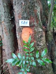 Diatenopteryx sorbifolia