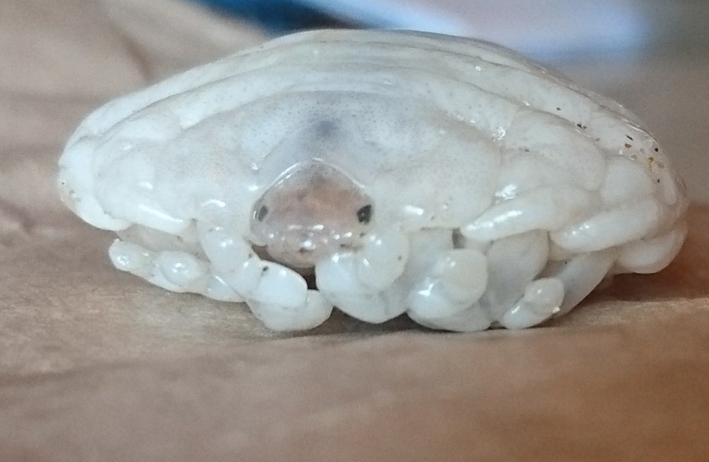 Ourozeuktes