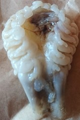 Ourozeuktes bopyroides