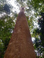 Albizia niopoides