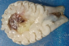 Ourozeuktes bopyroides