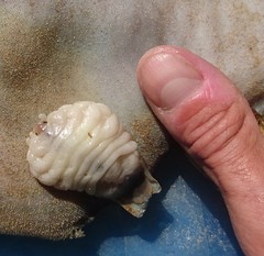 Ourozeuktes bopyroides