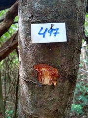 Machaerium isadelphum