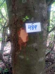 Diatenopteryx sorbifolia