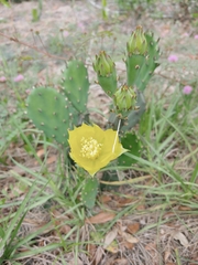 Opuntia austrina