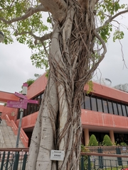 Ficus benjamina comosa