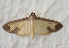 Mesocondyla dardusalis