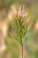 Bromus scoparius