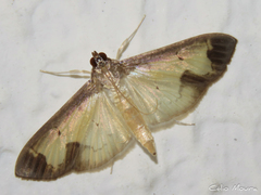 Mesocondyla dardusalis