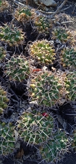 Mammillaria karwinskiana karwinskiana