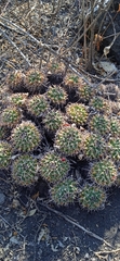 Mammillaria karwinskiana karwinskiana