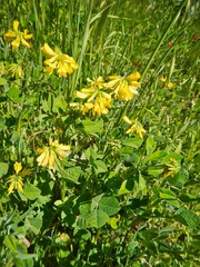 Trigonella corniculata