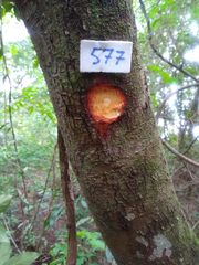 Nectandra oppositifolia