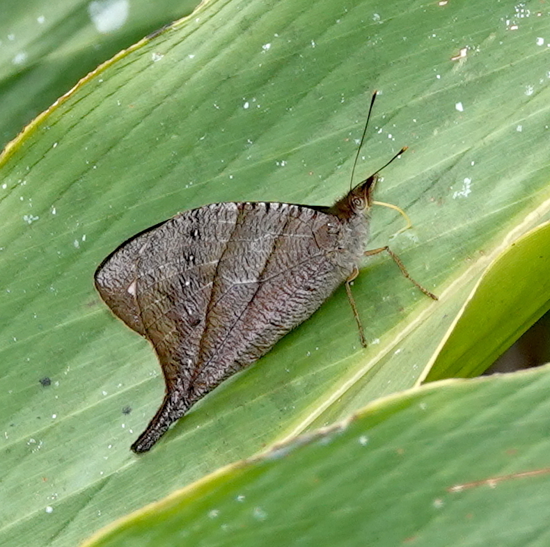 Corades enyo