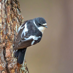 Semicollared Flycatcher photo 4