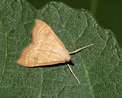 Udea fulvalis