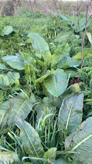 Rumex obtusifolius