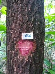 Sapium haematospermum