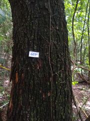 Parapiptadenia rigida