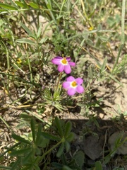 Leptosiphon parviflorus