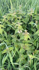 Lamium album