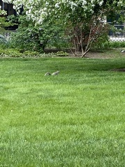 Sciurus carolinensis