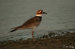 Charadrius vociferus