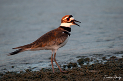 Charadrius vociferus