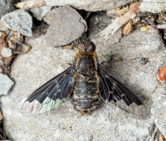 Hemipenthes morioides