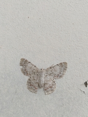 Lepidoptera