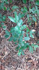 Copaifera langsdorffii