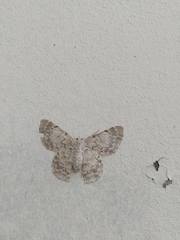 Lepidoptera
