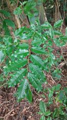 Myroxylon peruiferum