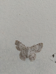 Lepidoptera