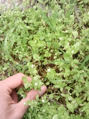 Stellaria