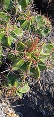 Ferocactus robustus
