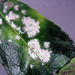 白粉菌科 - Photo 由 Jerry Cooper 所上傳的 (c) Jerry Cooper，保留部份權利CC BY