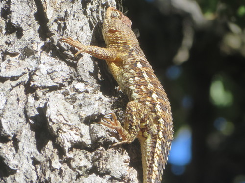 White-bellied Rough Lizard