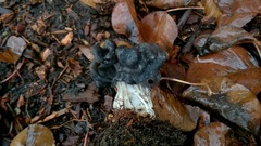 Helvella dryophila