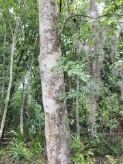Acer rubrum image