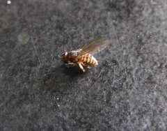 Entomophthoraceae